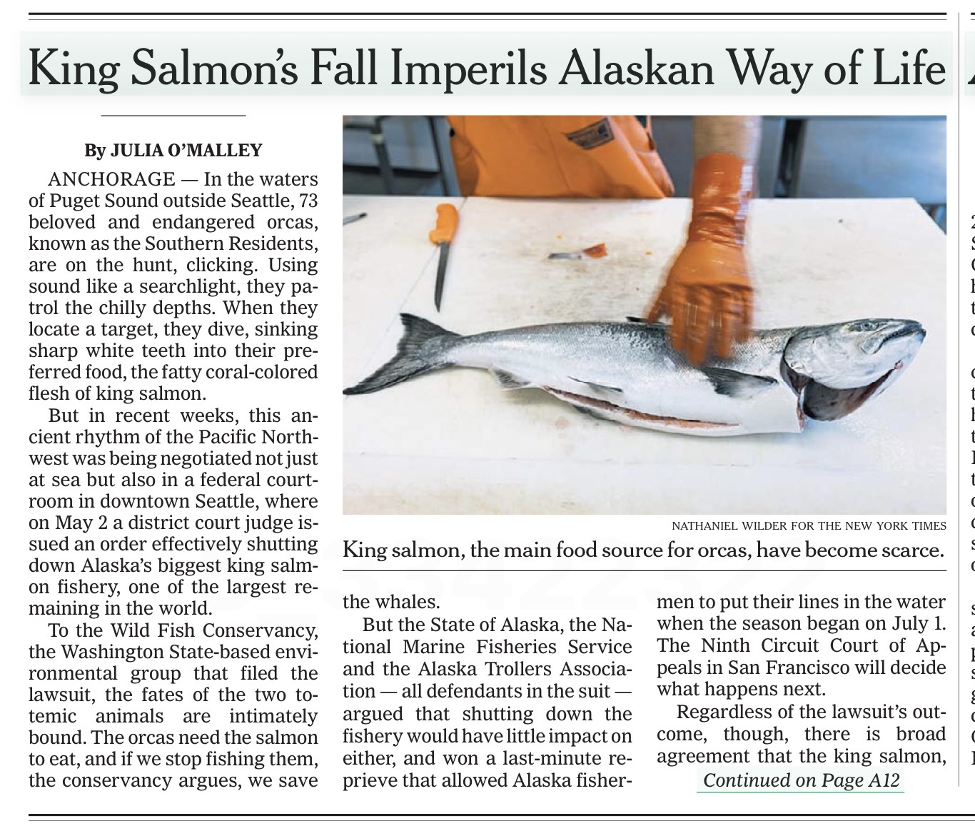 For NYT (A1!) Starving Orcas and the Fate of Alaska’s Disappearing